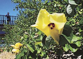 あちらこちらで黄色い花を咲かせたハマボウ（和歌山県田辺市新庄町で）