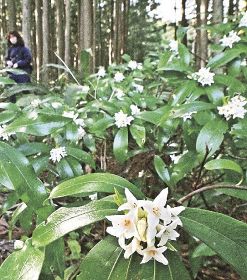 熊野古道に芳香／コショウノキの白い花
