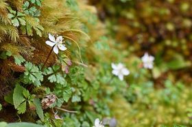かわいらしい白い花を咲かせているバイカオウレン（和歌山県古座川町小川で）