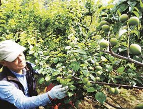 古城梅を収穫する農家（１１日、和歌山県上富田町岡で）