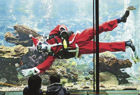 サンタが水槽を掃除　串本の海中公園水族館