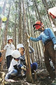 のこぎりで木を切り倒そうと懸命の小学生（和歌山県白浜町で２０１９年８月撮影）