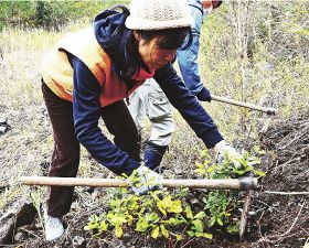 ウバメガシの苗木を植える「世界農業遺産５周年記念イベントプロジェクトチーム」のメンバー（和歌山県みなべ町東神野川で）