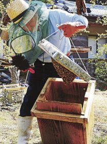 ニホンミツバチの群れを別の巣箱に入れる下村勤さん（１１日、和歌山県みなべ町高野で）