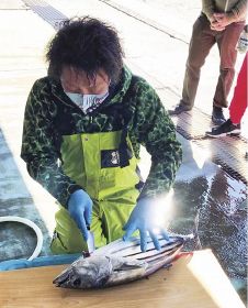 昨年１２月に開催したモニターツアーでカツオをさばく漁師。好評だったという（和歌山県のすさみ町観光協会提供）