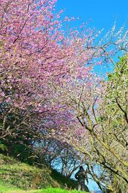 熊野古道沿いで見頃を迎えている早咲きのサクラとウメの花（１６日、和歌山県田辺市下三栖で）