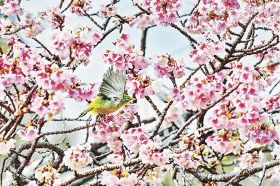 ほぼ満開になった早咲きのサクラで、蜜を求めて飛び回るメジロ（２３日、和歌山県田辺市稲成町で）