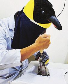 ペンギンのマスクをかぶって赤ちゃんに餌を与える飼育スタッフ（アドベンチャーワールド提供）