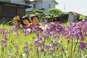 かわいらしい紫の花／田辺や上富田でシラン