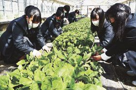 南部高校食と農園科の生徒が育てた野菜の苗（和歌山県みなべ町芝で）