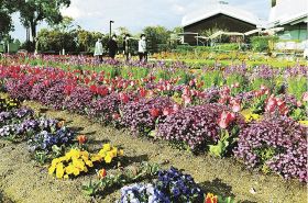 花壇に春の彩り　新庄総合公園で花まつり