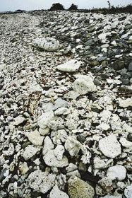 浜に打ち上がり積もるサンゴの破片。昔は石灰に利用された（串本町江田で）