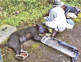 ９月に和歌山県田辺市龍神村小家で捕獲されたクマ（田辺保健所提供）