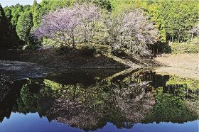 美しい姿を水面に映している「潤野の四姉妹桜」（１４日、和歌山県古座川町潤野で）