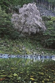 七分咲きほどになった清流・小川沿いのクマノザクラ（１４日、和歌山県古座川町中崎で）