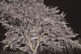 照明を受けて輝くように咲くソメイヨシノ（２５日、和歌山県田辺市龍神村福井で）