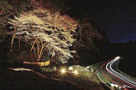 クマノザクラをライトアップ　１８・１９日、古座川のタイプ標本木