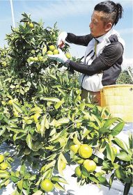 極早生温州ミカン「日南の姫」の収穫をする農家（１２日、和歌山県田辺市下万呂で）