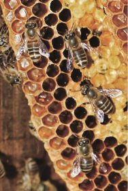 巣箱の中のニホンミツバチ