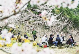 復興の象徴として植樹した桜の下に集う住民ら（２日、和歌山県田辺市伏菟野で）