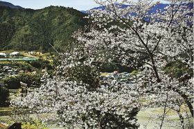 鮮やかな花を咲かせる七越峯の桜（２７日、和歌山県田辺市本宮町で）