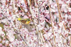 「ウメジロー」乱舞／古座川町三尾川／畑で梅の花満開