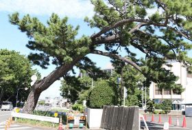 樹齢１５０年のマツ倒れかかる　田辺市、台風影響か