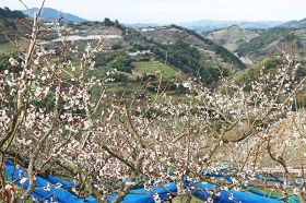 もう見頃　紀州石神田辺梅林が１０日開園、全国一の産地・和歌山
