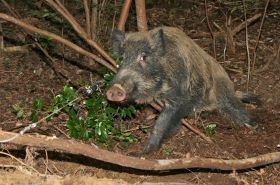 野生イノシシに豚熱拡大　和歌山県南部で２０匹確認