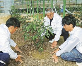 ハウスでコーヒーの栽培を始める青木孝尚さん（中央）。息子の聖也さん（左）、岡本心都さんがファーム長を務める＝１３日、和歌山県白浜町日置で