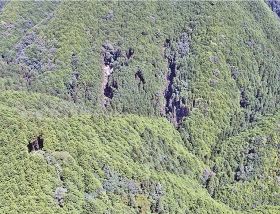 ドローンで上空から撮影した被害を受けた山林。中央付近に木の倒れた所があるのが分かる（和歌山県みなべ町清川で）