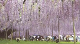 「大藤」満開、香り高く／樹齢１６０年、栃木・足利