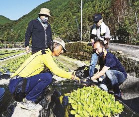 向井克往さん（手前左）に教わりながら、レタスの苗植えをする「ふるさとワーケーション」の参加者＝和歌山県すさみ町太間川で