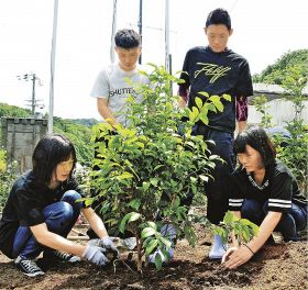 椿をツバキで彩りたい　高校３年生らが苗植え