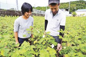 収穫期を迎えた綿花の畑。栽培している宇田川梓さん（左）と夫の啓太さん＝和歌山県上富田町岩田で