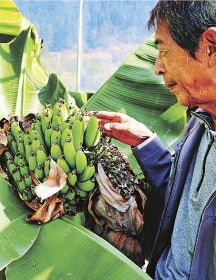 ビニールハウスでバナナを栽培している谷口亨さん（和歌山県田辺市秋津川で）