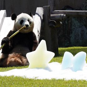 大暑にちなんだイベントで細いタケノコを食べるジャイアントパンダの結浜（２１日、白浜町で）