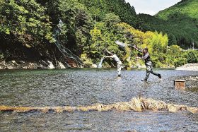 落ちアユ狙い伝統の「ハメ漁」最盛期　日高川