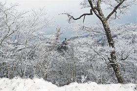 積雪と霧氷で真っ白になった護摩壇山山頂付近（１５日午前９時半ごろ、和歌山県田辺市龍神村で）