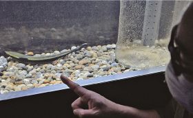 トピックス水槽で展示されている「コバンザメの子ども」（和歌山県串本町有田で）