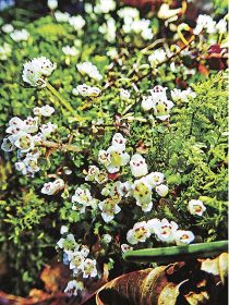 岩の隙間から伸び、群生して花を咲かすキイハナネコノメ（和歌山県紀南地方の山中で）