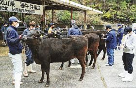 紀南２農家から優秀賞　熊野牛の母牛品評会