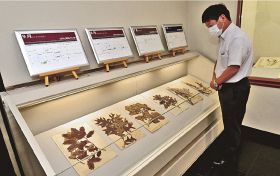 南方熊楠の植物標本の一部を展示している特別展（和歌山県白浜町の南方熊楠記念館で）