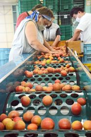 果肉が赤い梅「露茜」の収穫本番　みなべ町、加工用に出荷