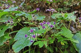 涼しげにイワタバコ　山中で淡紫色の花