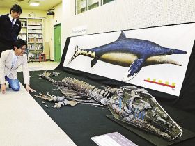 「メガプテリギウス・ワカヤマエンシス」として新属・新種記載されたモササウルス類（１３日、和歌山県海南市の県立自然博物館で）