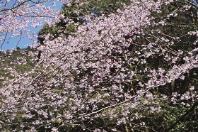 山間部の緑に映える淡いピンク色の花（１５日、和歌山県みなべ町清川で）