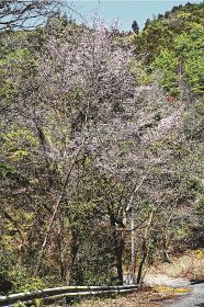 県道田辺龍神線から町道を下った場所にあるクマノザクラの木（１５日、和歌山県みなべ町清川で）
