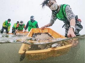 雨の中、海に入ってヒラメの稚魚を放流する関係者（和歌山県串本町くじの川で）