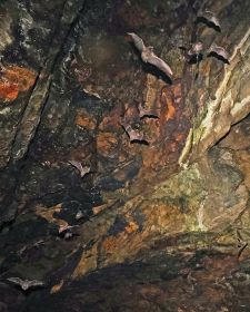餌求め闇を飛ぶ　白浜の洞窟からユビナガコウモリ